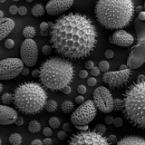 Developing an Allergen Control Program Seminar